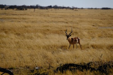 NAMIBIE (19)
