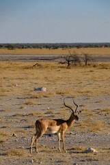 NAMIBIE (4)