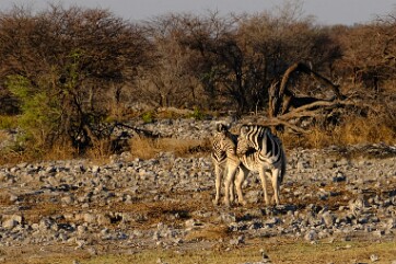 NAMIBIE (9)