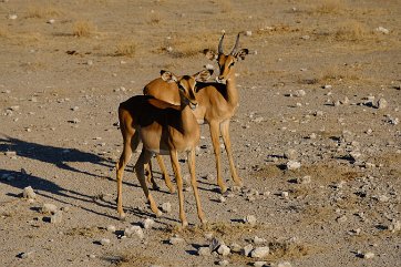 NAMIBIE (1)