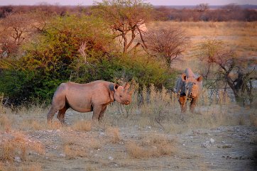 NAMIBIE (11)