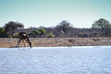 NAMIBIE (22)