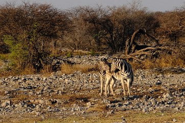 NAMIBIE (9)