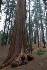 SEQUOIA PARK (2)