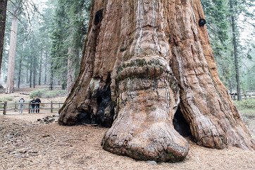 SEQUOIA PARK (1)