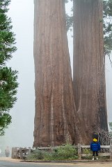 SEQUOIA PARK (3)